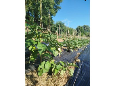 Bungalow Agriturismo cisogna - Environment photo 10