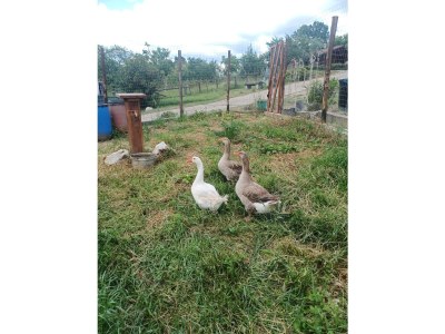 Bungalow Agriturismo cisogna - Environment photo 12