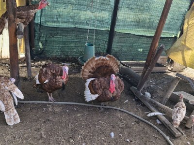 Bungalow Agriturismo cisogna - Environment photo 18