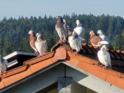 Holiday apartment Christa - Environment photo 29