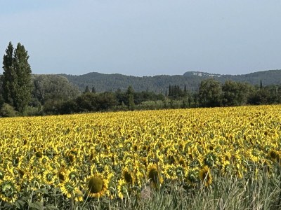 Villa Mas des Lilas bei Coba - Environment photo 34
