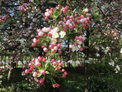 Holiday park Chalet in den Niederlanden am Teich - Environment photo 17