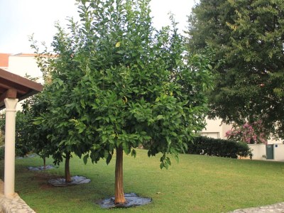 Apartment Studio flat with terrace Dubrovnik AS-8593-a - Outdoor photo 8