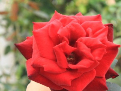 Apartment Studio flat with terrace Dubrovnik AS-8593-a - Outdoor photo 12