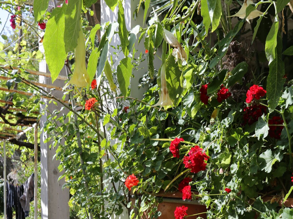 Apartment Studio flat with terrace Trpanj, Pelješac AS-10111-a - Outdoor photo 4