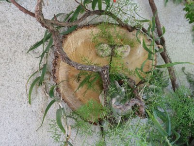 Apartment Studio flat with terrace Trpanj, Pelješac AS-10111-a - Outdoor photo 5