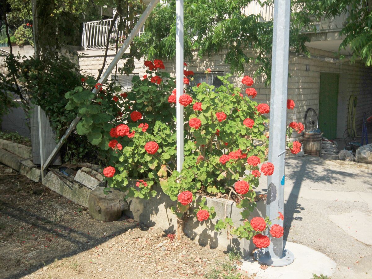 Apartment Two bedroom apartment near beach Viganj, Pelješac A-633-c - Outdoor photo 4