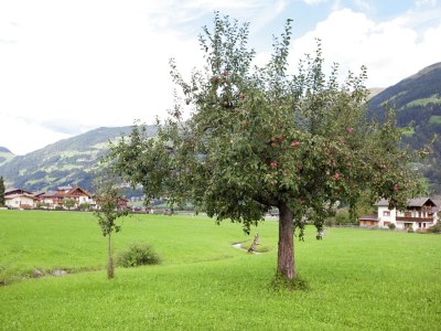 Apartment Schöne Ferienwohnung in Fügen / Zillertal - Environment photo 30
