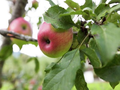 Apartment Schöne Ferienwohnung in Fügen / Zillertal - Outdoor photo 46