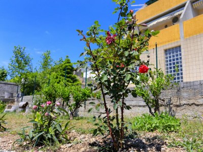 Apartment Three bedroom apartment with terrace and sea view Marušići, Omiš A-1024-a - Outdoor photo 20