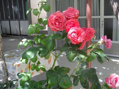 Apartment One bedroom apartment with air-conditioning Zaostrog, Makarska A-2662-a - Outdoor photo 8