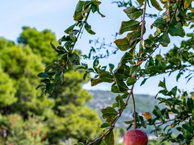 Apartment One bedroom apartment with terrace and sea view Banjol, Rab A-5022-b - Outdoor photo 13