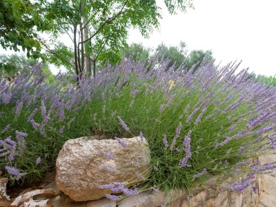 Apartment Two bedroom apartment with terrace and sea view Božava, Dugi otok A-23903-a - Outdoor photo 10