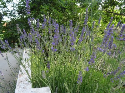 Apartment One bedroom apartment with balcony and sea view Živogošće - Blato, Makarska A-23922-a - Outdoor photo 8