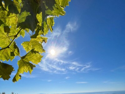 Apartment One bedroom apartment with terrace and sea view Ivan Dolac, Hvar A-22459-a - Outdoor photo 23