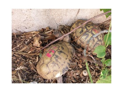 Apartment One bedroom apartment with terrace and sea view Tribunj, Vodice A-23680-a - Outdoor photo 9