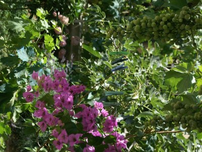 Apartment Apartments with parking space Rogoznica - 4218 - Outdoor photo 9