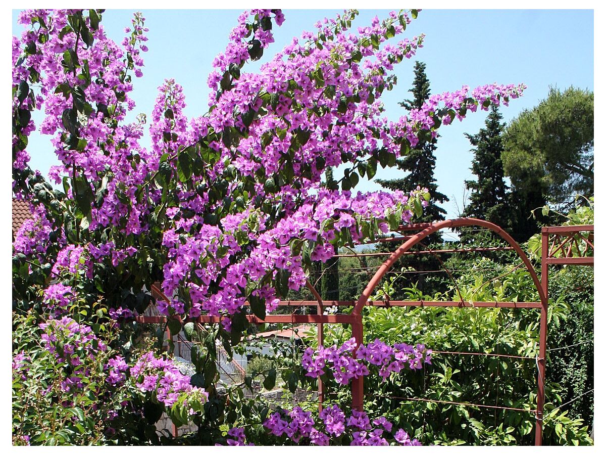 Apartment Three bedroom apartment with terrace Vrboska, Hvar A-4634-a - Outdoor photo 3