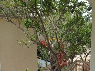 Apartment Three bedroom apartment near beach Seline, Paklenica A-6544-a - Outdoor photo 42