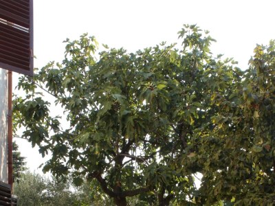 Apartment Two bedroom apartment with terrace Umag A-6994-b - Outdoor photo 8