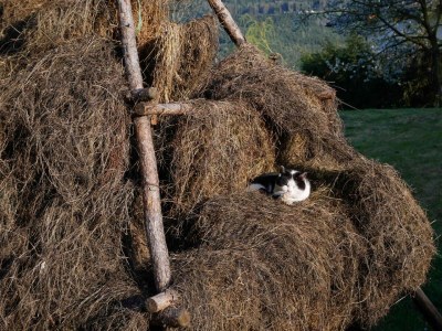 Holiday apartment Farmhouse - Outdoor photo 14