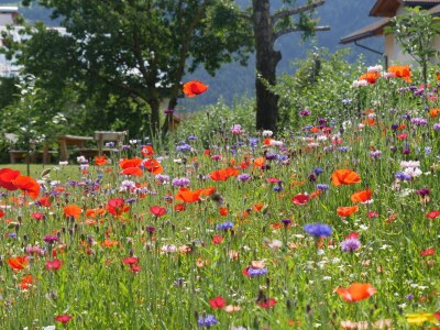 Holiday apartment Farmhouse - Outdoor photo 16