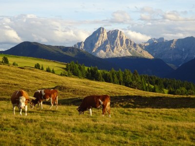 Holiday apartment Farmhouse - Environment photo 25