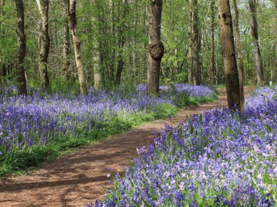 Holiday house Moderner Bungalow in Strand- und Waldnähe - Outdoor photo 18