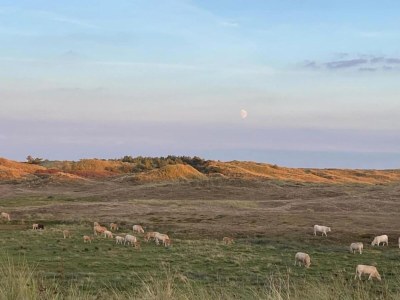 Holiday house Bungalow in Sint Maartenszee near Beach - Environment photo 24