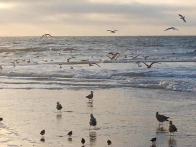 Holiday house Bungalow Sint Maartenszee near Sandy Beach - Environment photo 27