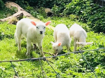 Holiday house Cosy bungalow on quiet resort near beach - Outdoor photo 8