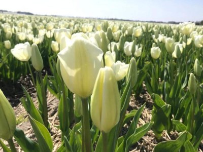 Holiday house Cosy bungalow on quiet resort near beach - Outdoor photo 20