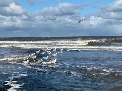 Holiday house Charmantes Chalet in Sint Maartenszee - Environment photo 21