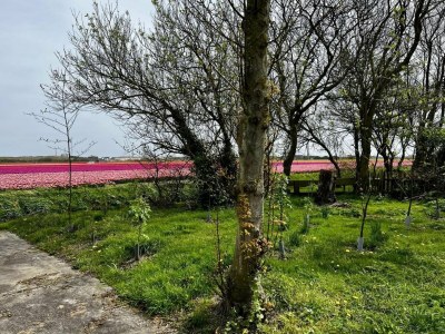 Holiday house Beautiful bungalow in North Holland - Outdoor photo 4