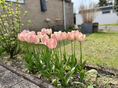 Holiday house Beautiful bungalow in North Holland - Outdoor photo 8
