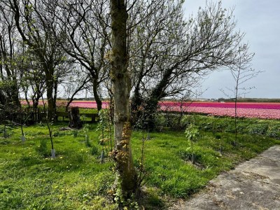 Holiday house Beautiful bungalow in North Holland - Outdoor photo 9