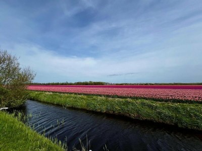 Holiday house Beautiful bungalow in North Holland - Outdoor photo 14