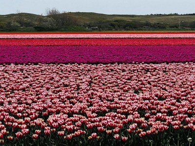 Holiday house Beautiful bungalow in North Holland - Features photo 16