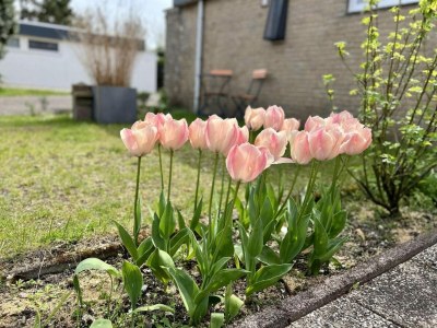 Holiday house Beautiful bungalow in North Holland - Features photo 26