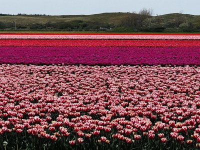 Holiday house Beautiful bungalow in North Holland - Environment photo 35