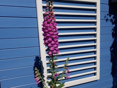 Holiday house Bungalow in Egmond nahe Strand für 4 Von Belvilla - Outdoor photo 33