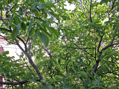 Apartment Two bedroom apartment with terrace Pirovac, Šibenik A-6280-a - Outdoor photo 27