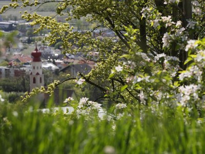 Holiday apartment Haus Nikodemus - Environment photo 18