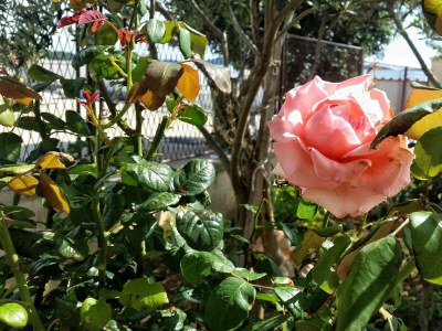 Apartment One bedroom apartment near beach Brodarica, Šibenik A-4194-b - Outdoor photo 14