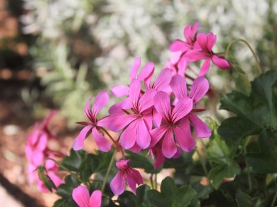 Apartment One bedroom apartment with terrace Orebić, Pelješac A-10082-b - Outdoor photo 12