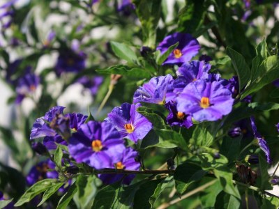 Apartment One bedroom apartment with terrace Orebić, Pelješac A-10082-c - Outdoor photo 10