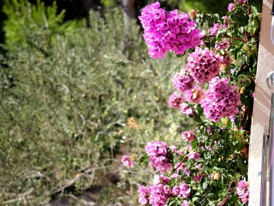 Apartment One bedroom apartment with terrace Žaborić, Šibenik A-468-d - Outdoor photo 25