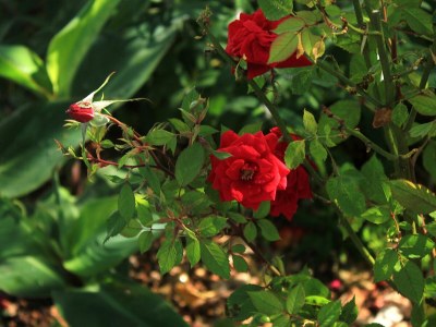 Apartment One bedroom apartment with terrace and sea view Viganj, Pelješac A-10189-a - Outdoor photo 7