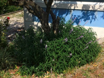 Apartment One bedroom apartment with terrace Viganj, Pelješac A-10189-d - Outdoor photo 8