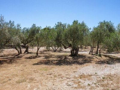 Apartment Apartments with parking space Jezera, Murter - 798 - Outdoor photo 14